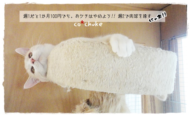 f:id:nyan-chuke:20191110204029j:plain f:id:nyan-chuke:20191110204029j:plain