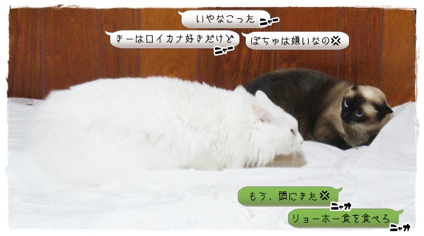 f:id:nyan-chuke:20191122200547j:plain f:id:nyan-chuke:20191122200547j:plain