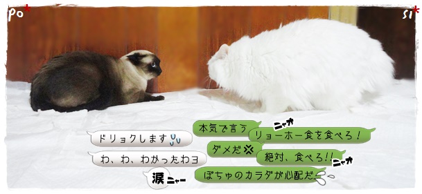 f:id:nyan-chuke:20191122211630j:plain f:id:nyan-chuke:20191122211630j:plain