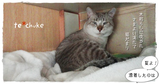 f:id:nyan-chuke:20191205221246j:plain f:id:nyan-chuke:20191205221246j:plain