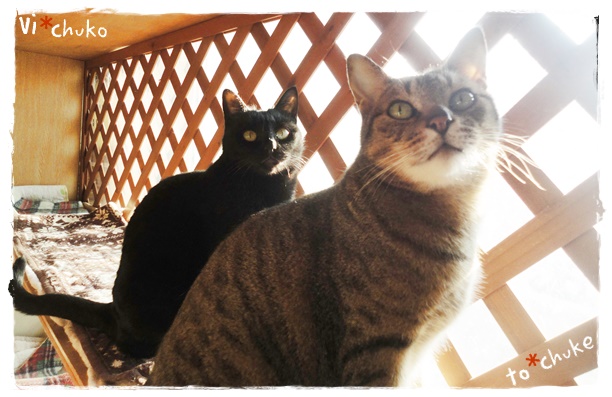 f:id:nyan-chuke:20191213221127j:plain f:id:nyan-chuke:20191213221127j:plain