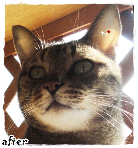 f:id:nyan-chuke:20191213223425j:plain f:id:nyan-chuke:20191213223425j:plain