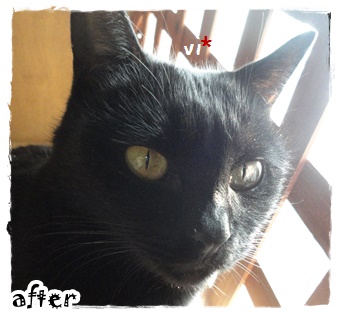 f:id:nyan-chuke:20191213223537j:plain f:id:nyan-chuke:20191213223537j:plain