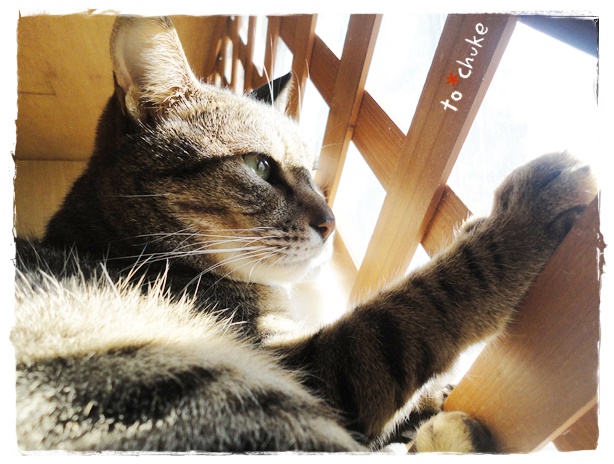 f:id:nyan-chuke:20191213232704j:plain f:id:nyan-chuke:20191213232704j:plain