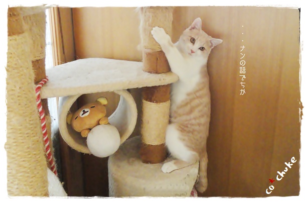 f:id:nyan-chuke:20191213234330j:plain f:id:nyan-chuke:20191213234330j:plain