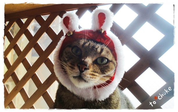 f:id:nyan-chuke:20191226221731j:plain f:id:nyan-chuke:20191226221731j:plain