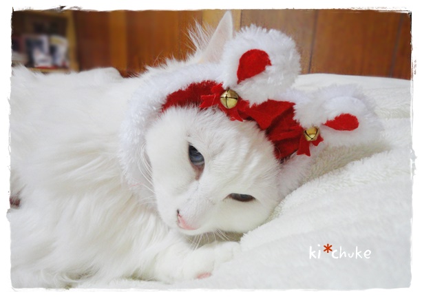 f:id:nyan-chuke:20191226221917j:plain f:id:nyan-chuke:20191226221917j:plain