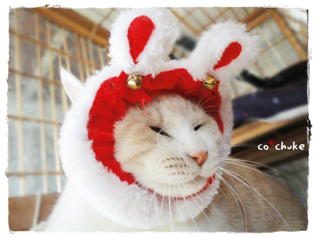 f:id:nyan-chuke:20191226221945j:plain f:id:nyan-chuke:20191226221945j:plain