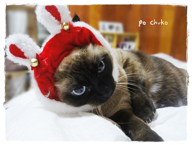 f:id:nyan-chuke:20191226222026j:plain f:id:nyan-chuke:20191226222026j:plain