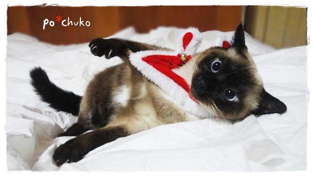 f:id:nyan-chuke:20191226222051j:plain f:id:nyan-chuke:20191226222051j:plain