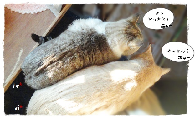 f:id:nyan-chuke:20200104195051j:plain f:id:nyan-chuke:20200104195051j:plain
