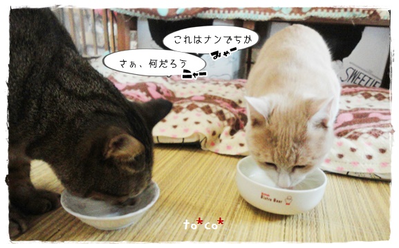 f:id:nyan-chuke:20200104225735j:plain f:id:nyan-chuke:20200104225735j:plain