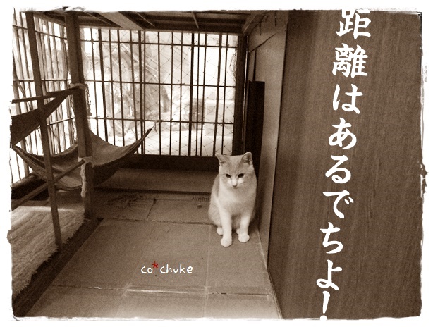 f:id:nyan-chuke:20200105213911j:plain f:id:nyan-chuke:20200105213911j:plain