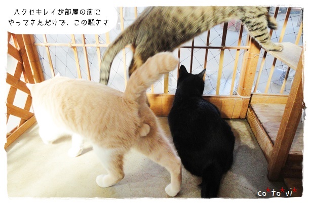 f:id:nyan-chuke:20200106185939j:plain f:id:nyan-chuke:20200106185939j:plain