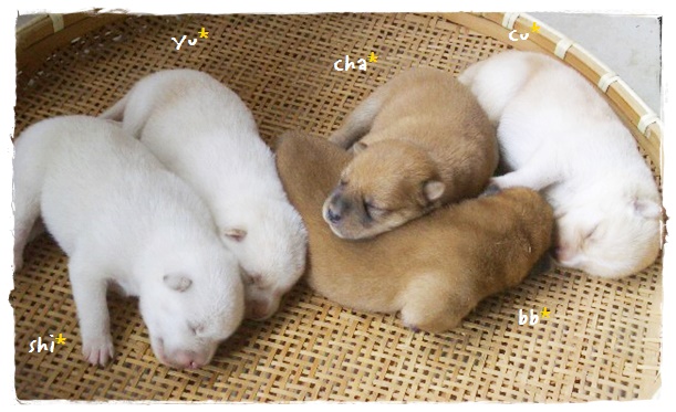 f:id:nyan-chuke:20200122230326j:plain f:id:nyan-chuke:20200122230326j:plain