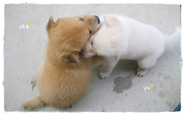 f:id:nyan-chuke:20200122230727j:plain f:id:nyan-chuke:20200122230727j:plain