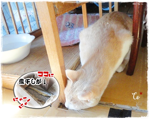 f:id:nyan-chuke:20200619230103j:plain f:id:nyan-chuke:20200619230103j:plain