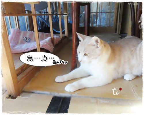 f:id:nyan-chuke:20200619230125j:plain f:id:nyan-chuke:20200619230125j:plain