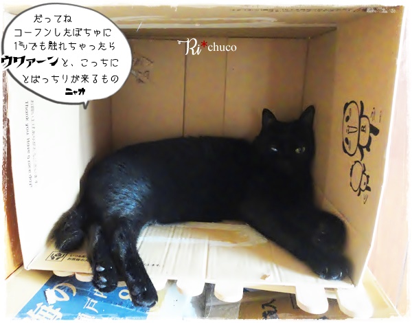 f:id:nyan-chuke:20200623163116j:plain f:id:nyan-chuke:20200623163116j:plain