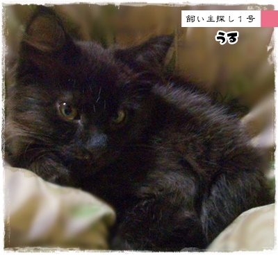 f:id:nyan-chuke:20200708144955j:plain f:id:nyan-chuke:20200708144955j:plain