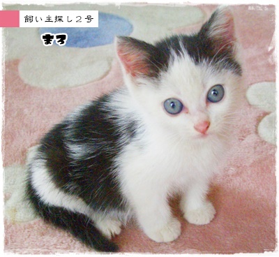 f:id:nyan-chuke:20200708145012j:plain f:id:nyan-chuke:20200708145012j:plain
