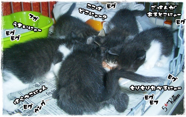 f:id:nyan-chuke:20200709000707j:plain