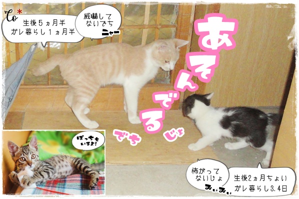 f:id:nyan-chuke:20200709003952j:plain