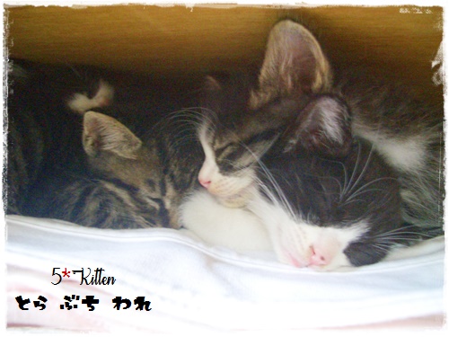 f:id:nyan-chuke:20200709135955j:plain f:id:nyan-chuke:20200709135955j:plain