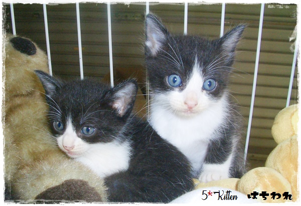 f:id:nyan-chuke:20200709140407j:plain
