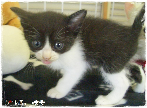 f:id:nyan-chuke:20200709140757j:plain f:id:nyan-chuke:20200709140757j:plain