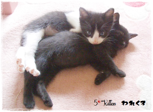 f:id:nyan-chuke:20200709140813j:plain f:id:nyan-chuke:20200709140813j:plain