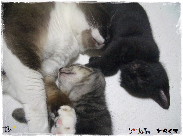 f:id:nyan-chuke:20200709143017j:plain
