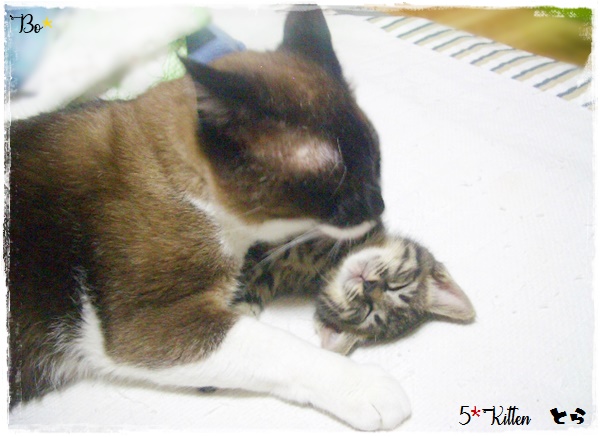 f:id:nyan-chuke:20200709144142j:plain