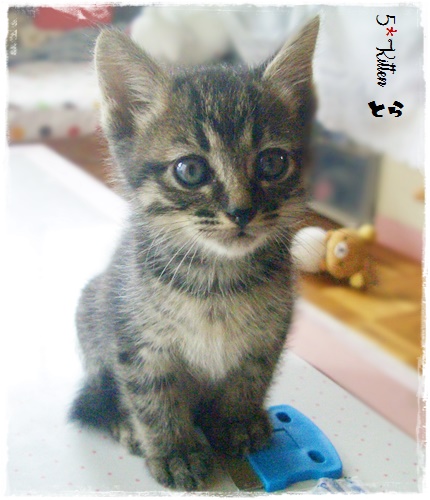 f:id:nyan-chuke:20200709154534j:plain f:id:nyan-chuke:20200709154534j:plain