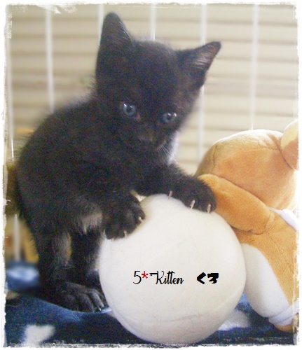 f:id:nyan-chuke:20200709154544j:plain f:id:nyan-chuke:20200709154544j:plain