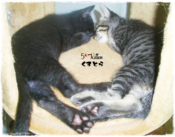 f:id:nyan-chuke:20200709155857j:plain