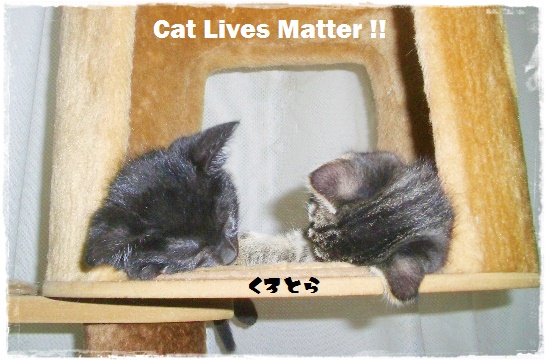 f:id:nyan-chuke:20200709160800j:plain
