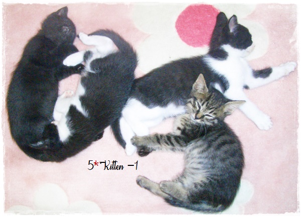 f:id:nyan-chuke:20200709161738j:plain