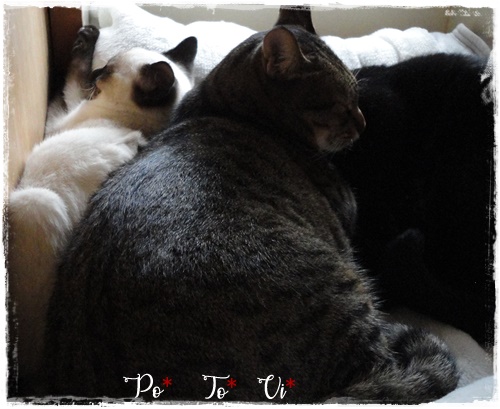 f:id:nyan-chuke:20200714193306j:plain f:id:nyan-chuke:20200714193306j:plain