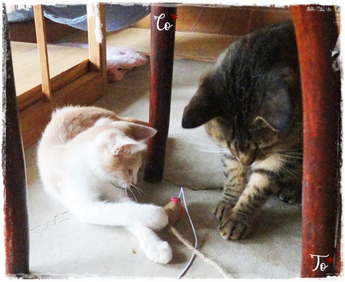 f:id:nyan-chuke:20200714193322j:plain f:id:nyan-chuke:20200714193322j:plain