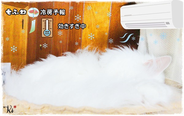 f:id:nyan-chuke:20200722165433j:plain f:id:nyan-chuke:20200722165433j:plain