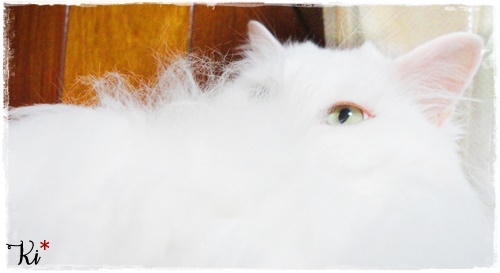 f:id:nyan-chuke:20200722165528j:plain f:id:nyan-chuke:20200722165528j:plain