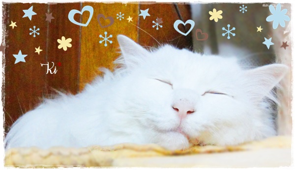 f:id:nyan-chuke:20200722181444j:plain f:id:nyan-chuke:20200722181444j:plain