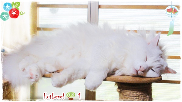 f:id:nyan-chuke:20200722215120j:plain f:id:nyan-chuke:20200722215120j:plain