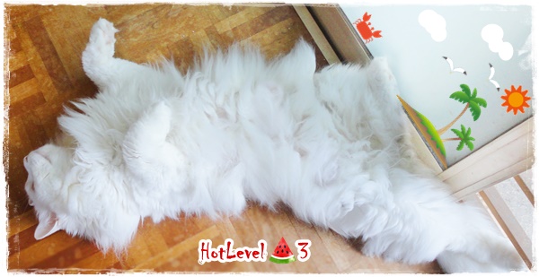 f:id:nyan-chuke:20200722215258j:plain f:id:nyan-chuke:20200722215258j:plain