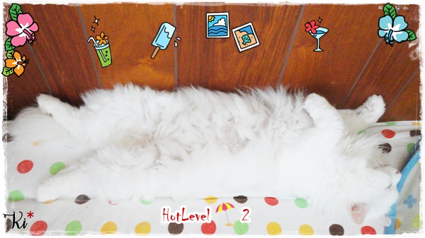 f:id:nyan-chuke:20200723142614j:plain f:id:nyan-chuke:20200723142614j:plain
