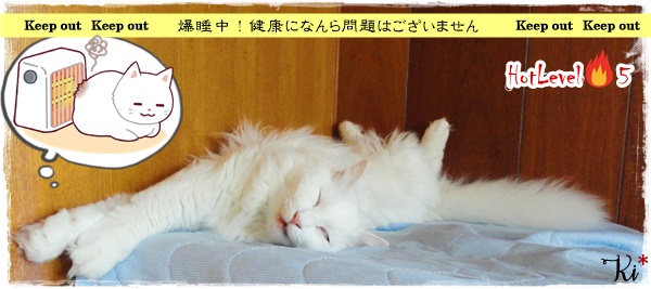 f:id:nyan-chuke:20200723142702j:plain f:id:nyan-chuke:20200723142702j:plain