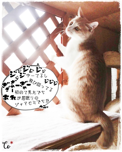 f:id:nyan-chuke:20200726204334j:plain f:id:nyan-chuke:20200726204334j:plain