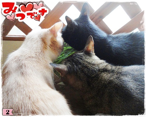 f:id:nyan-chuke:20200806193828j:plain f:id:nyan-chuke:20200806193828j:plain