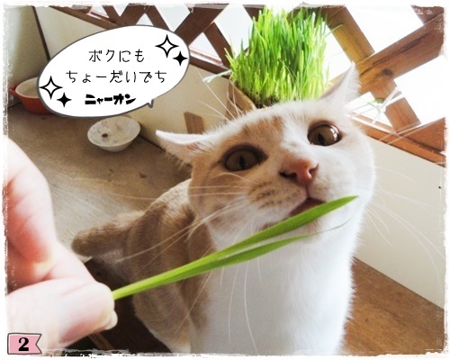 f:id:nyan-chuke:20200806194122j:plain f:id:nyan-chuke:20200806194122j:plain